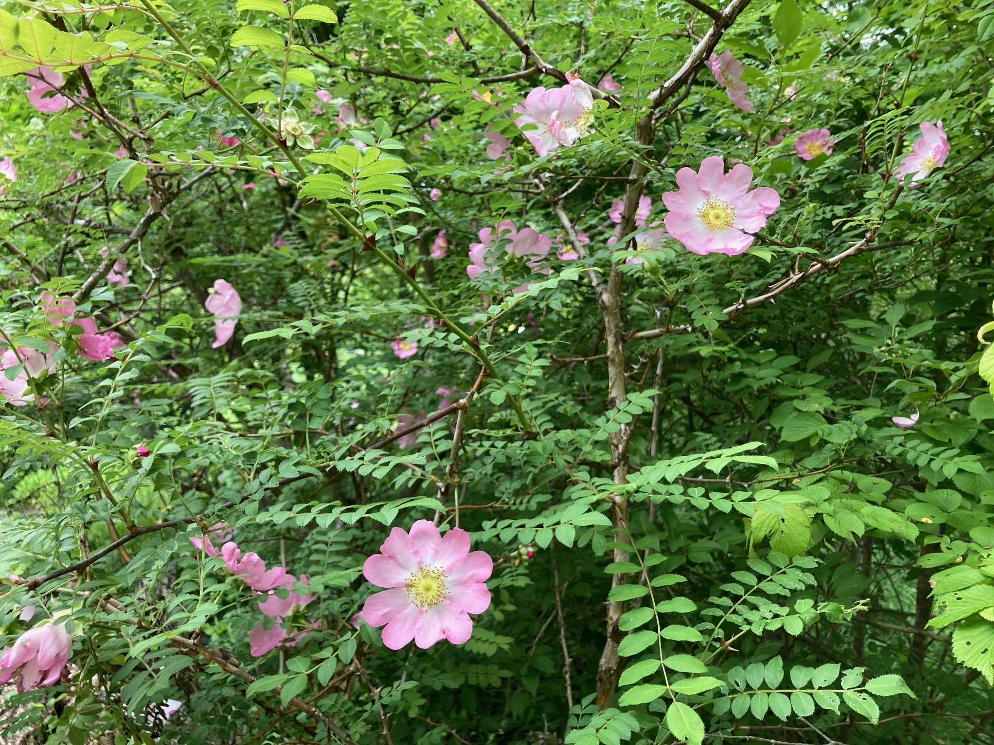 サンショウバラの花の写真