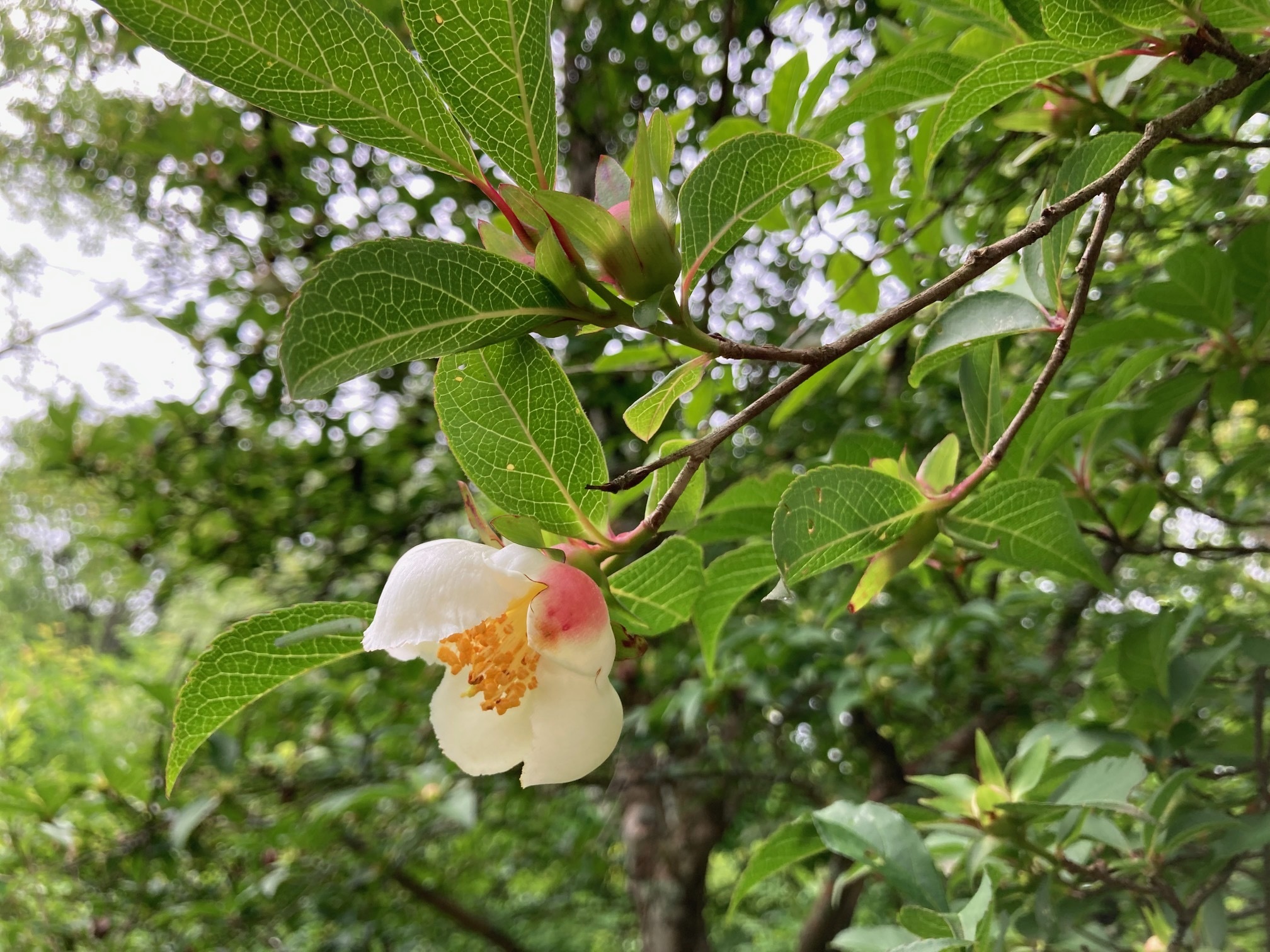 ヒコサンヒメシャラの花の写真
