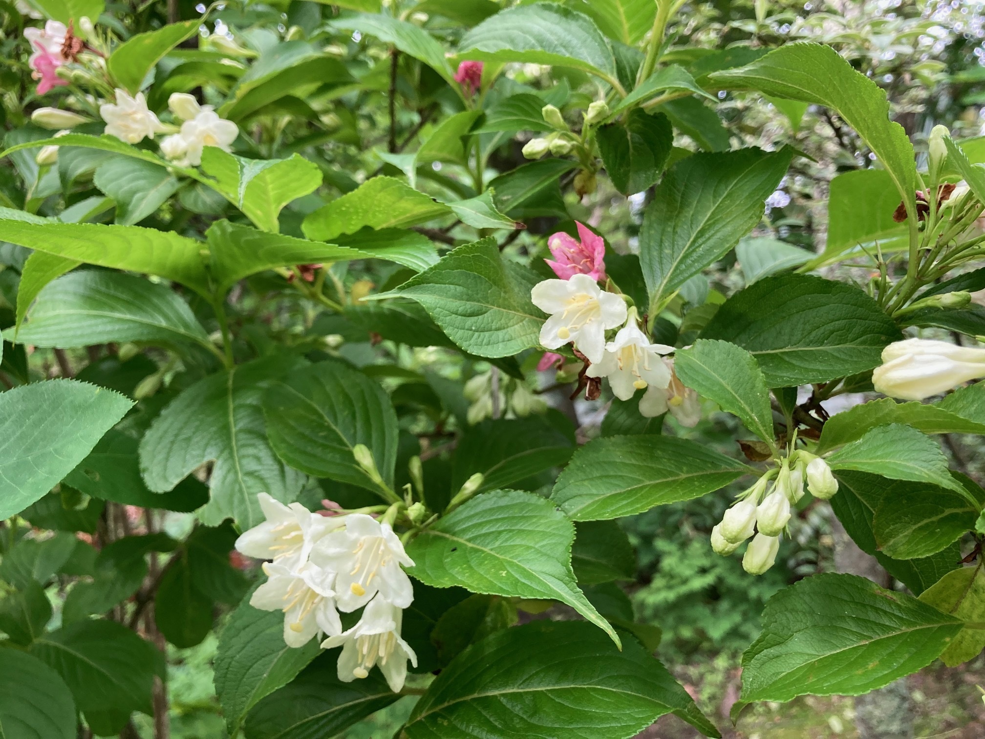 ハコネウツギの花の写真