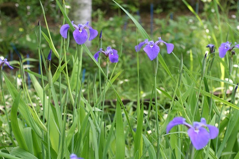 ナスノヒオウギアヤメの花の写真