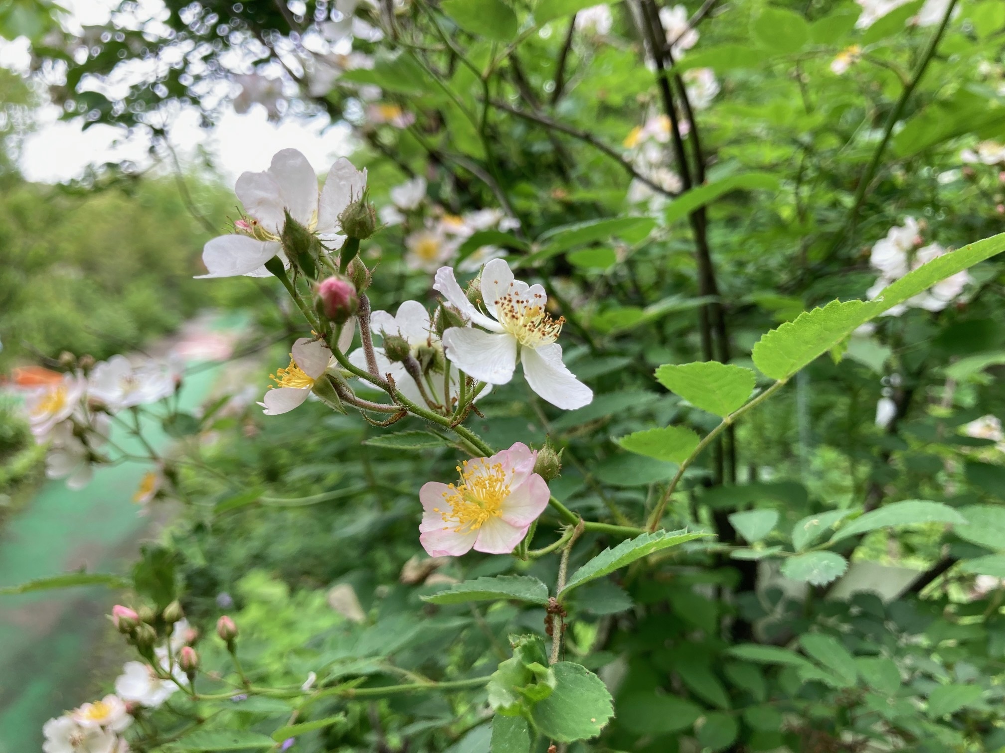 ノイバラの花の写真