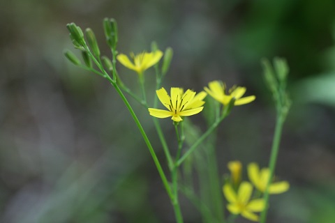 ニガナの花の写真