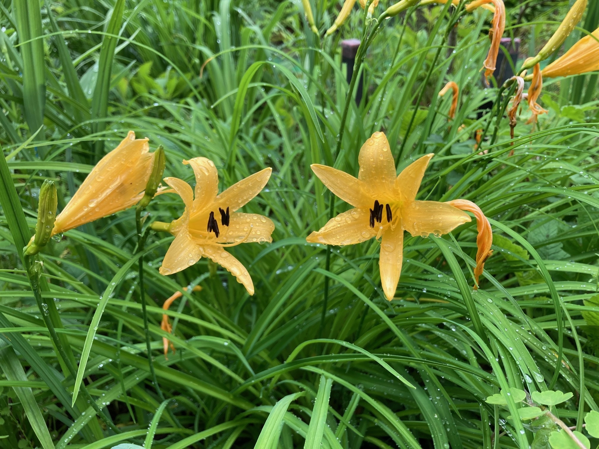 ニッコウキスゲの花の写真
