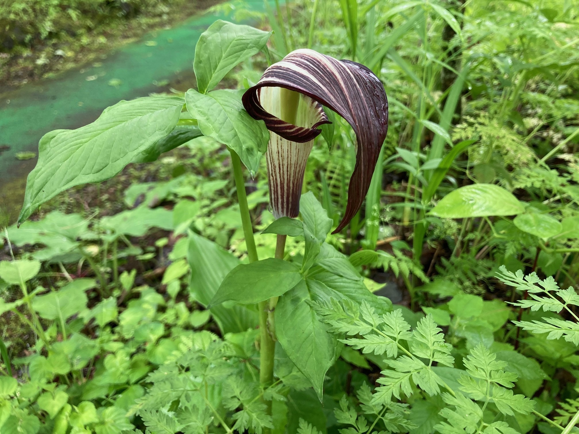オオマムシグサの花の写真