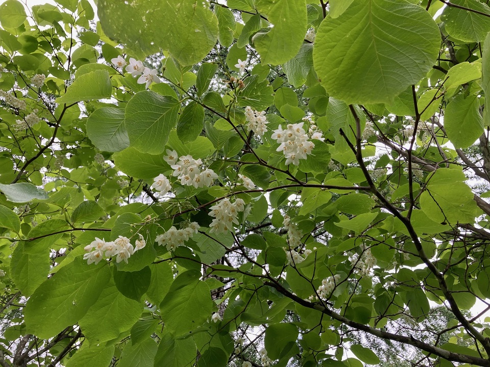 ハクウンボクの花の写真