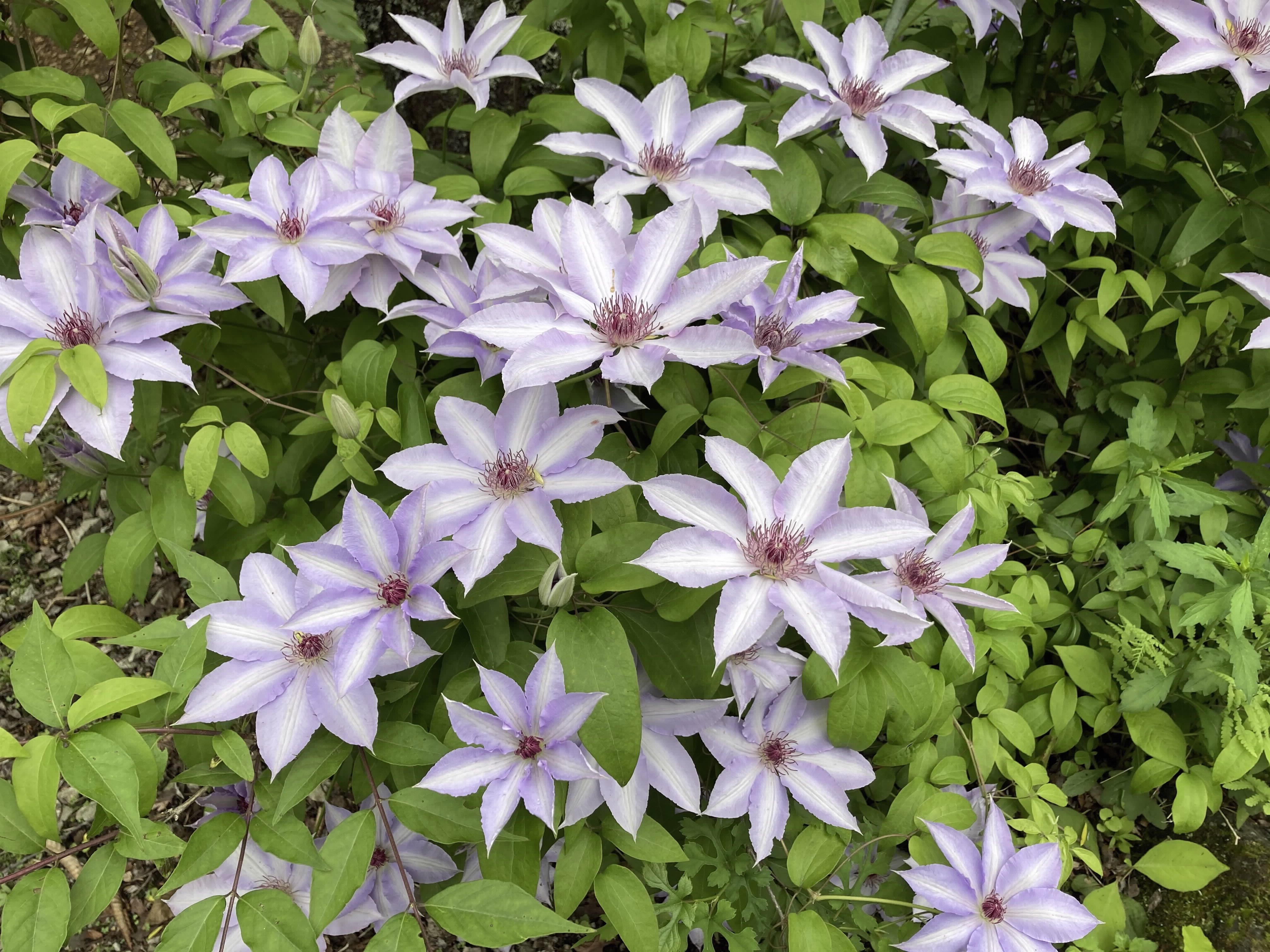 カザグルマの花の写真