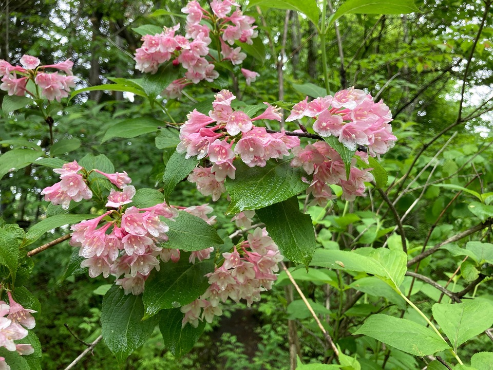 タニウツギの花の写真