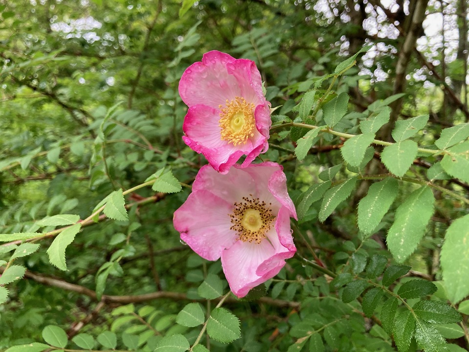 サンショウバラの花の写真