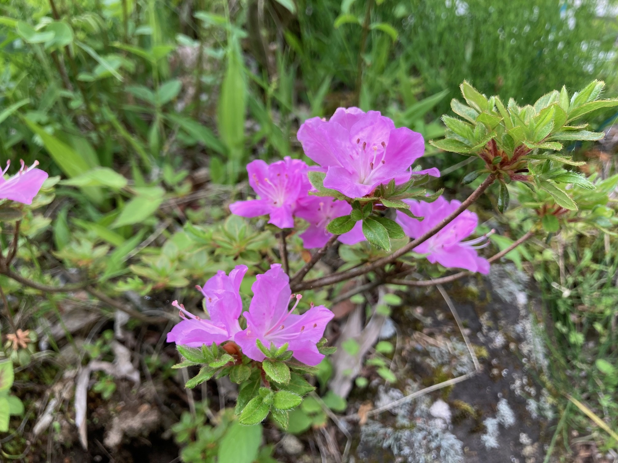ミヤマキリシマの花の写真
