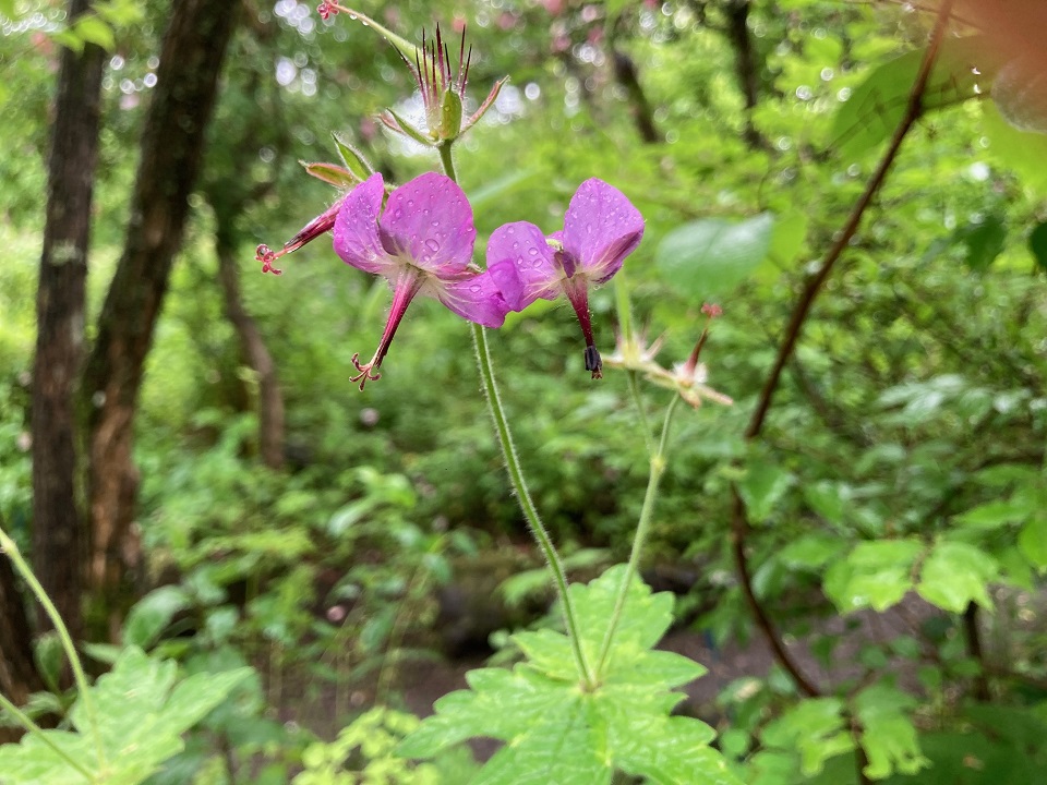 グンナイフウロの花の写真