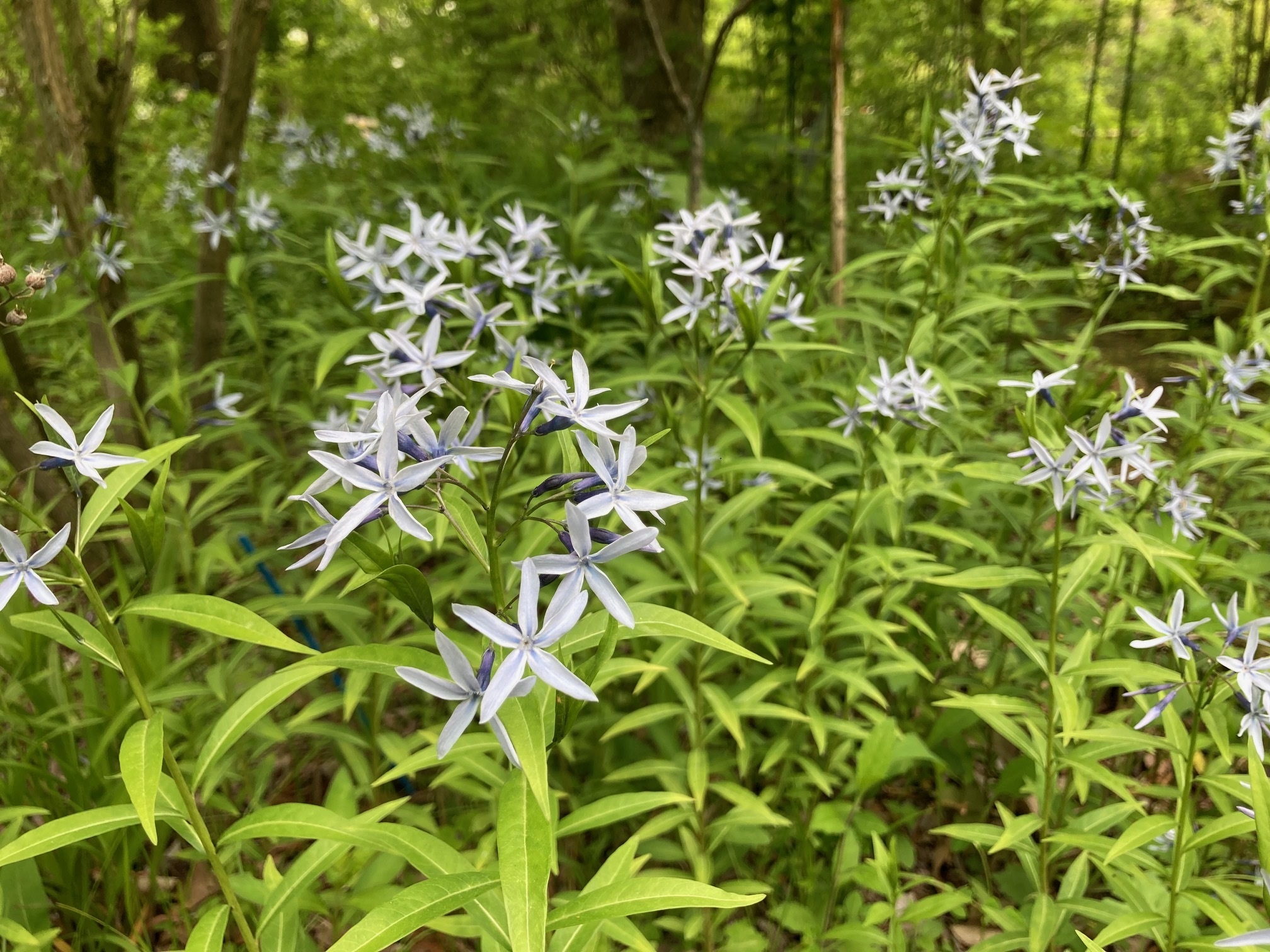 チョウジソウの花の写真