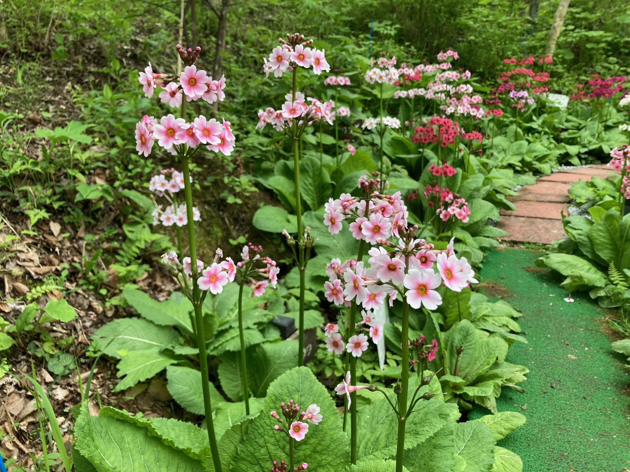 クリンソウの花の写真