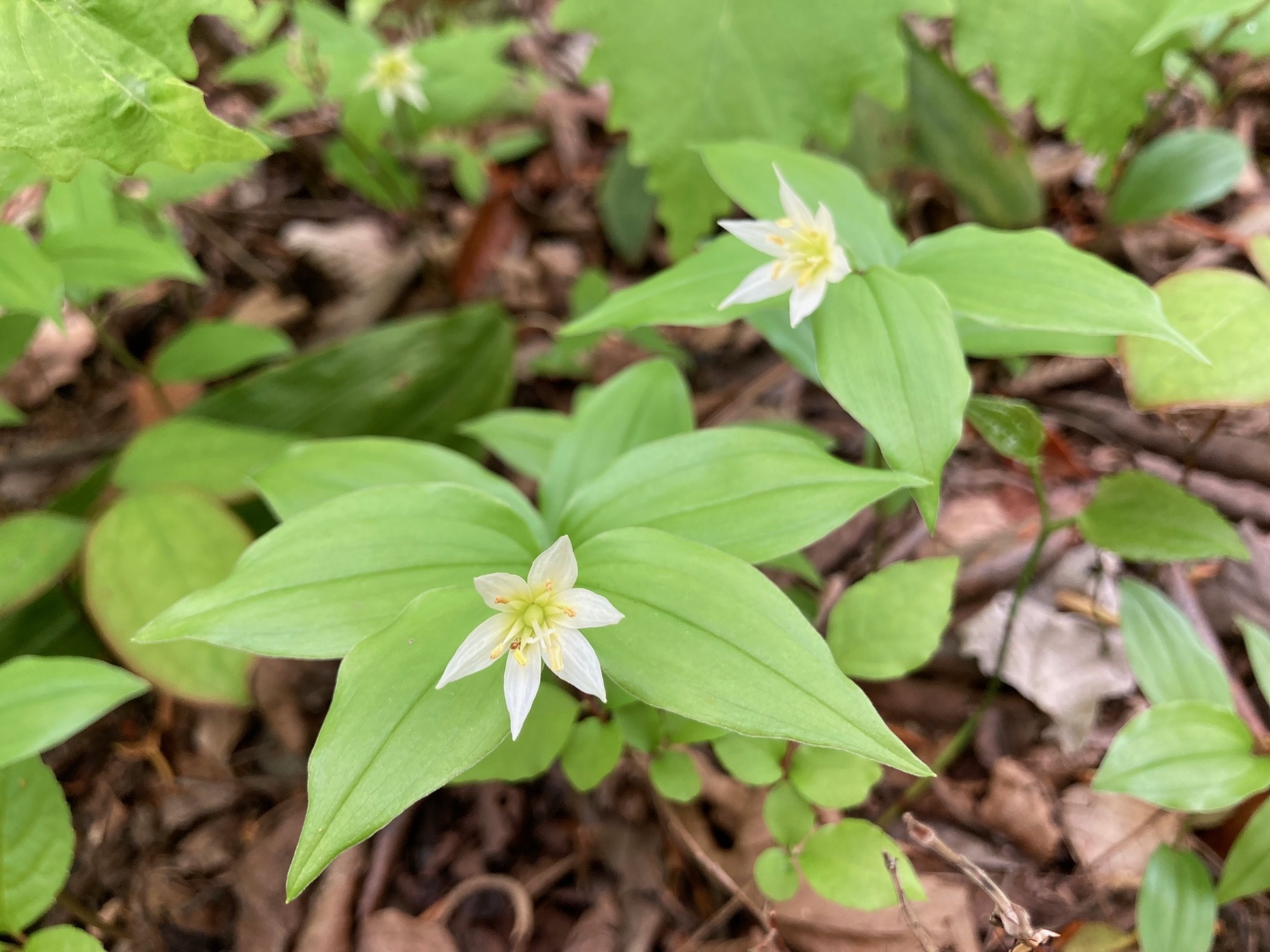 チゴユリの花の写真
