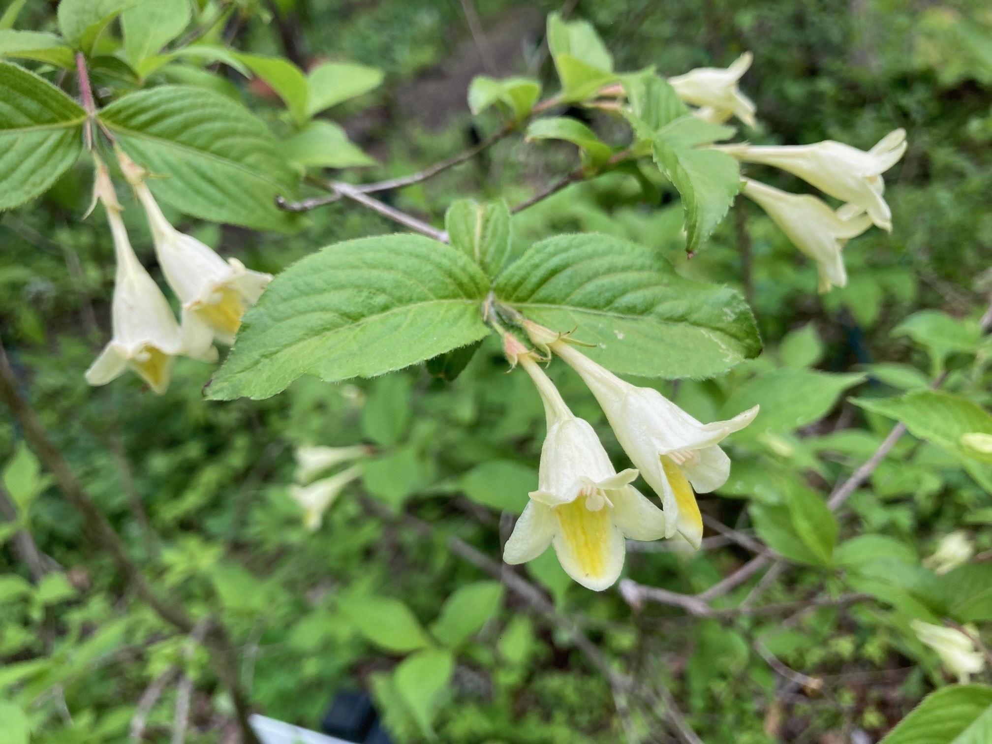 キバナウツギの花の写真