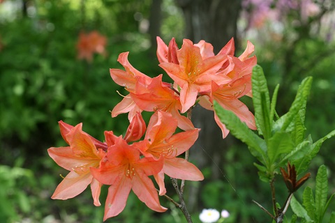 レンゲツツジの花の写真