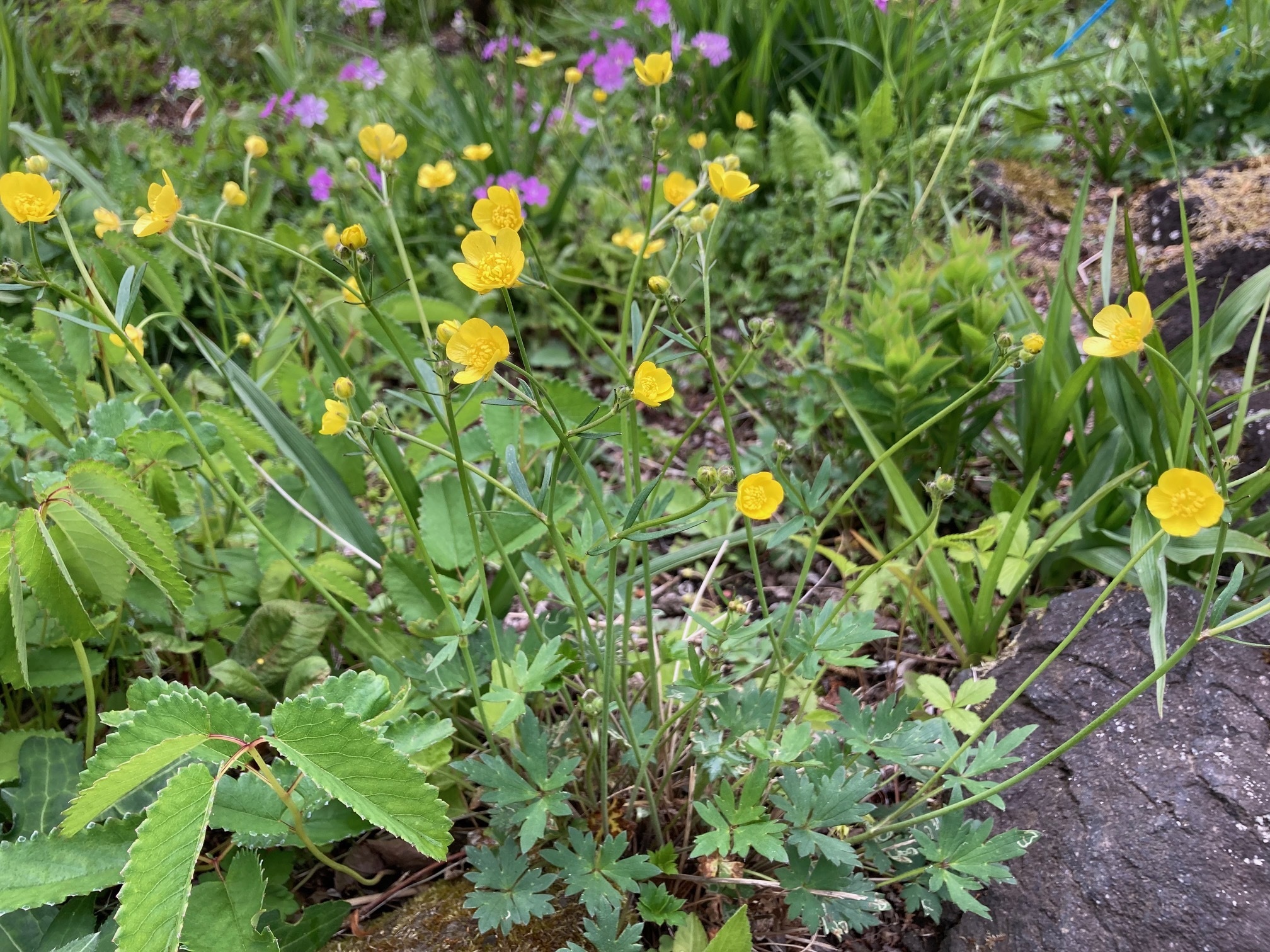 ウマノアシガタの花の写真