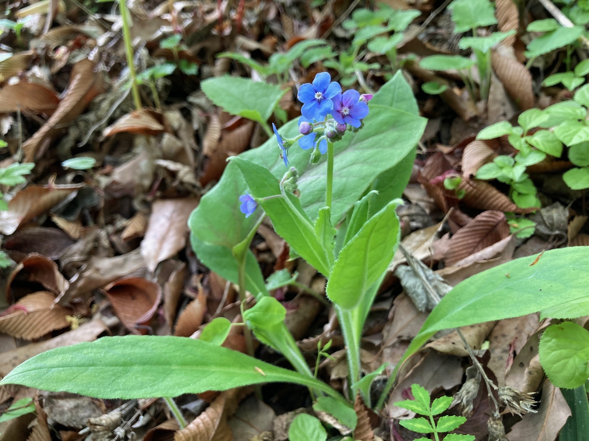 ルリソウの花の写真
