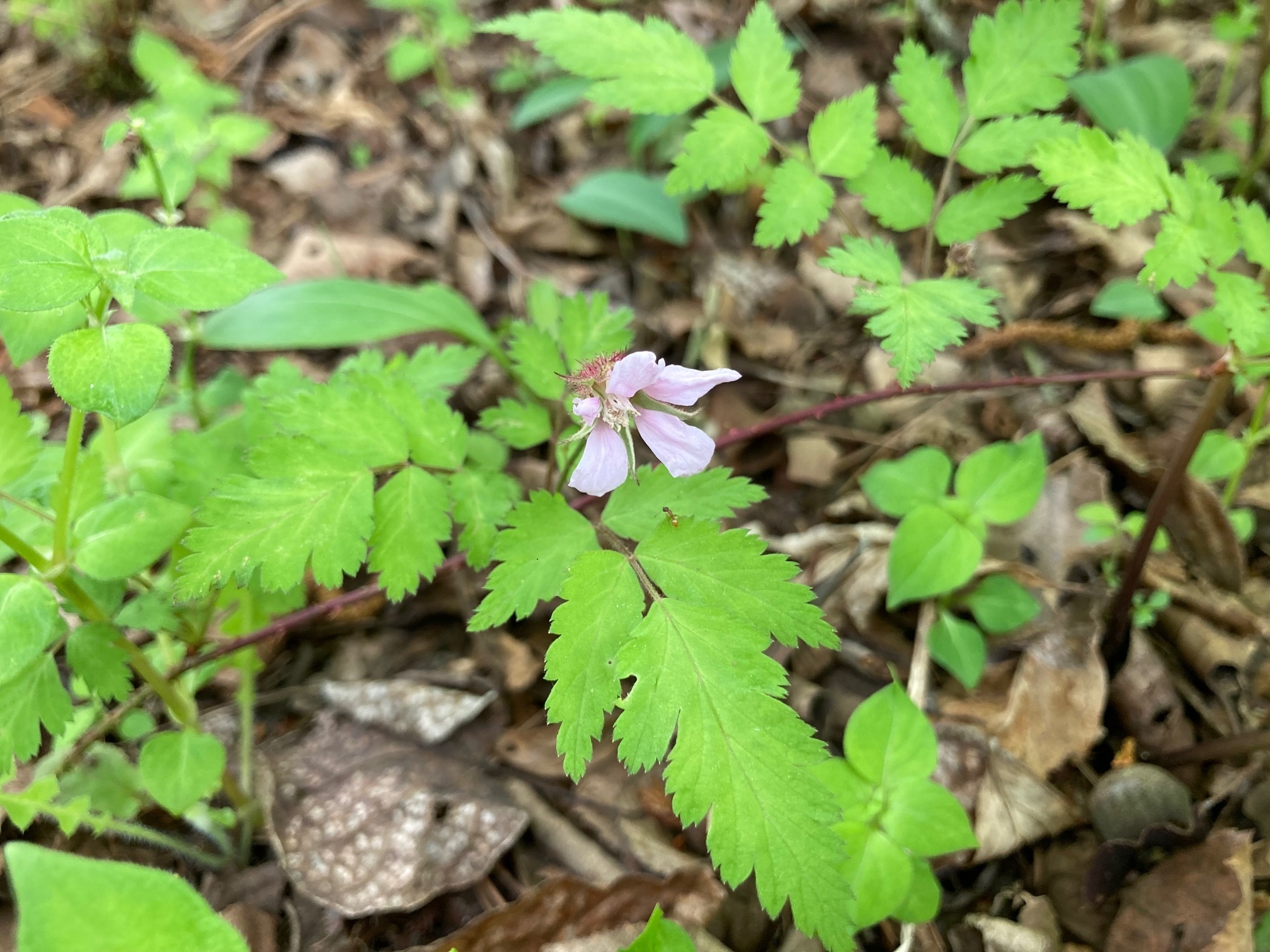 ベニバナサナギイチゴの花の写真