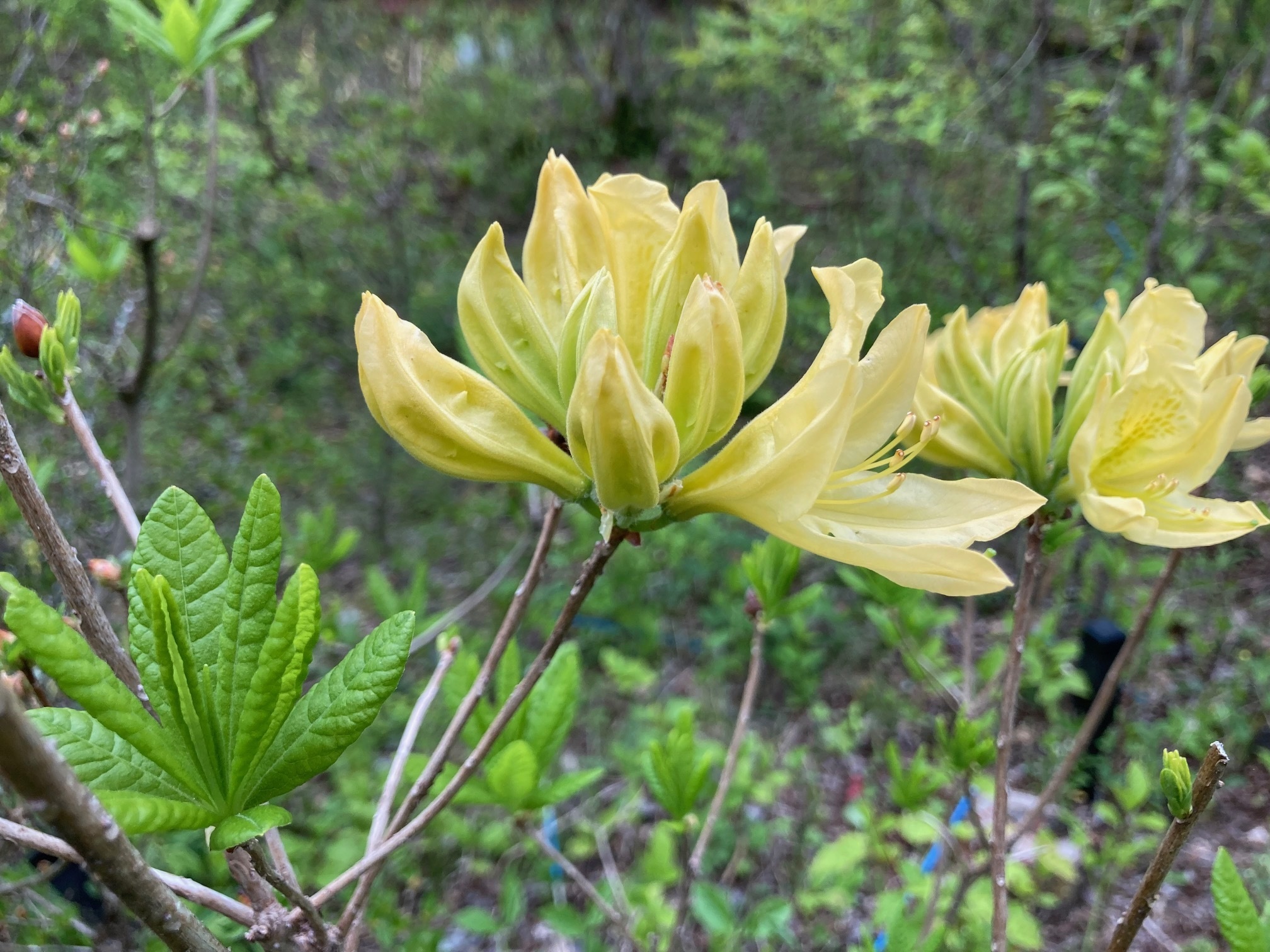 キレンゲツツジの花の写真