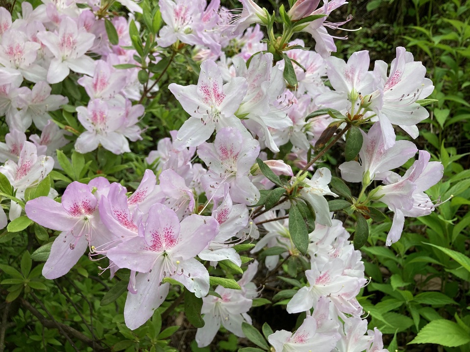 リュウキュウツツジの花の写真