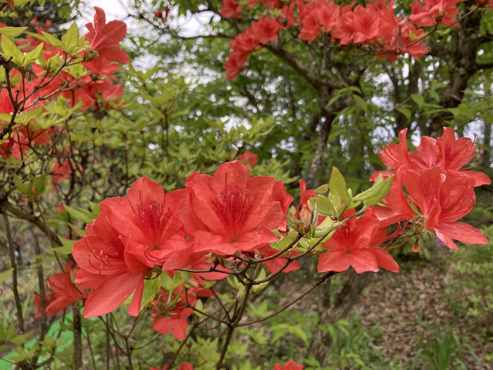 ヤマツツジの花の写真