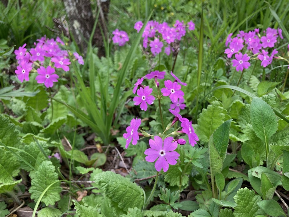 サクラソウの花の写真