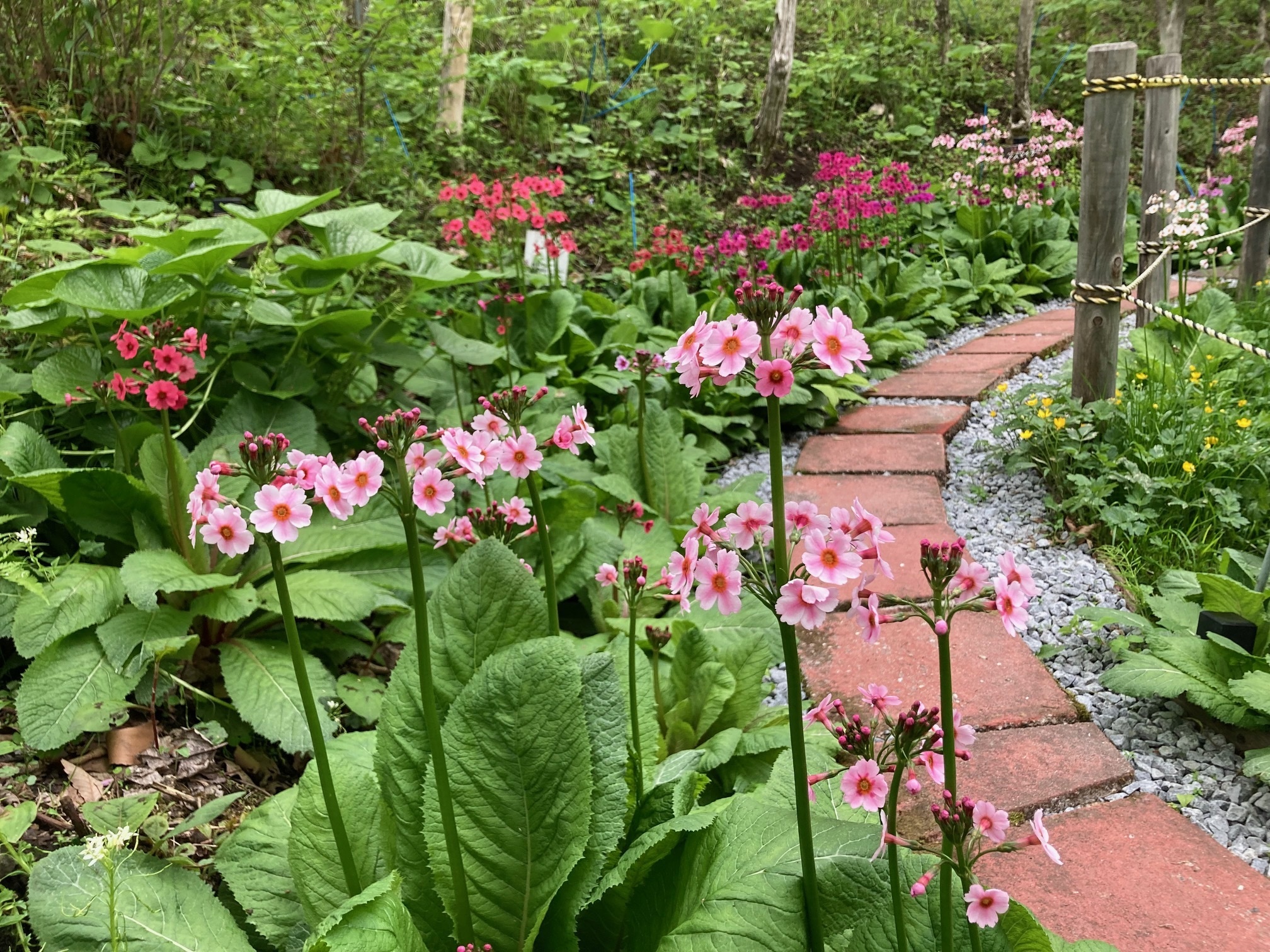 クリンソウの花の写真