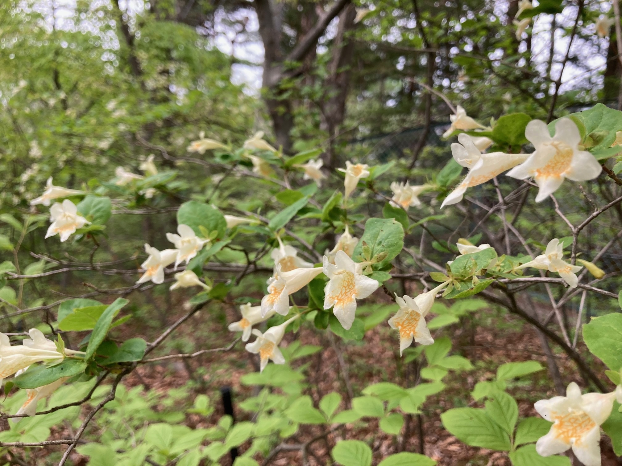 オオツクバネウツギの花の写真