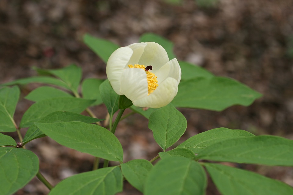 ヤマシャクヤクの花の写真