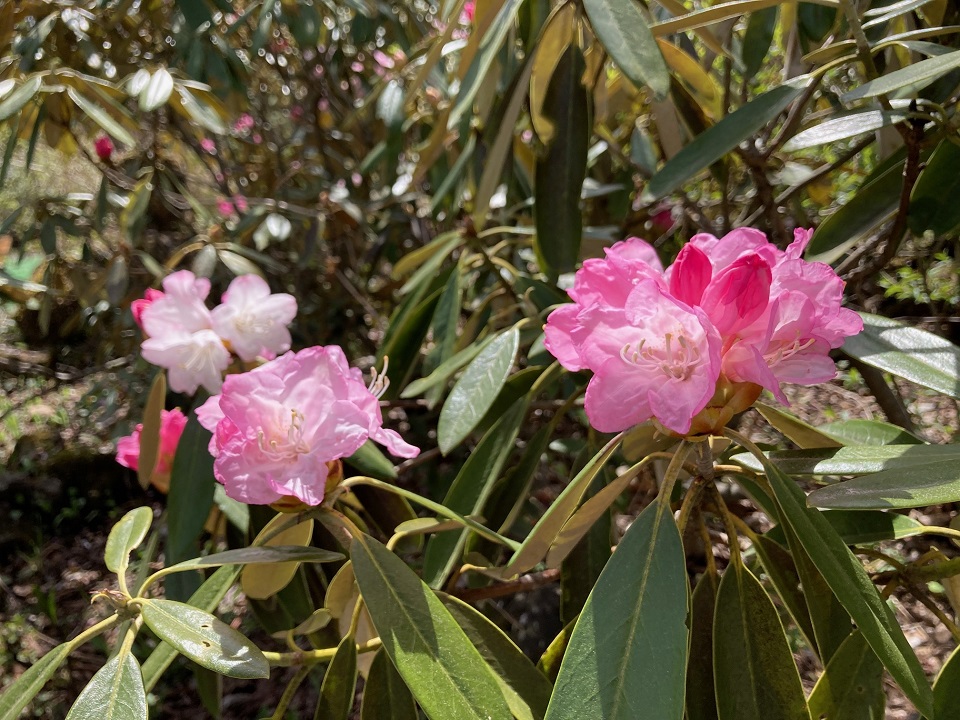 アズマシャクナゲの花の写真