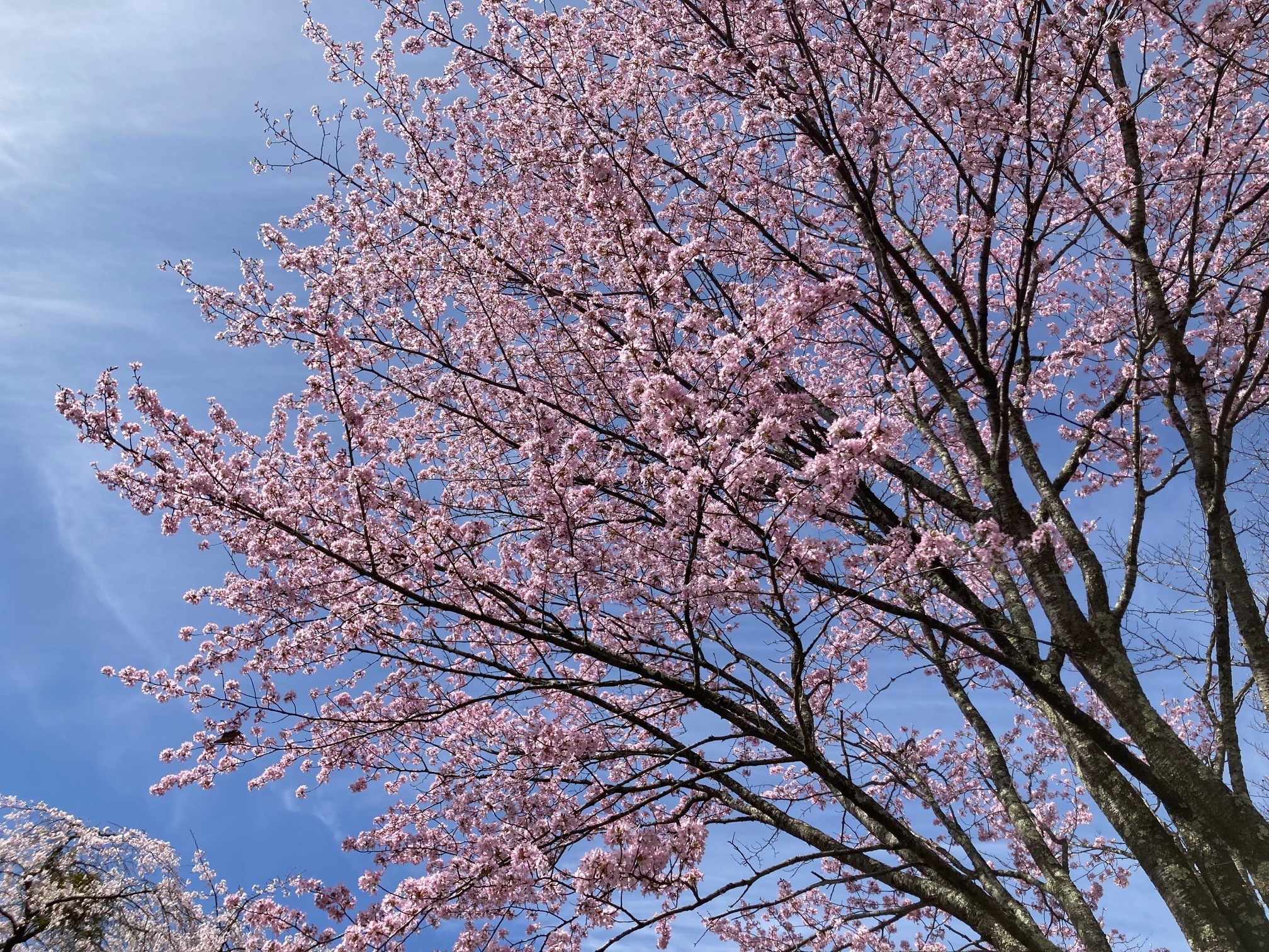 オオヤマザクラの花の写真