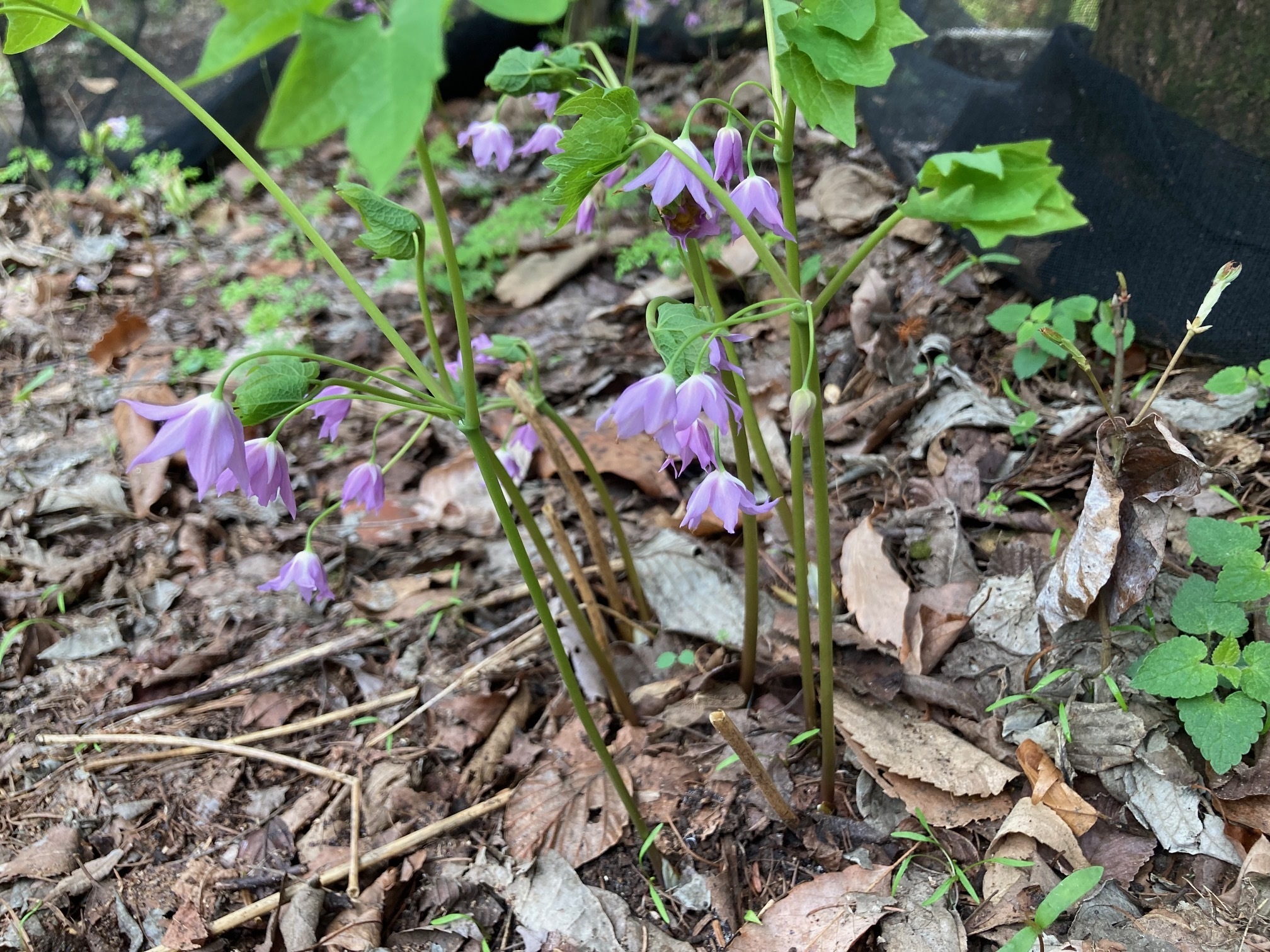 トガクシソウの花の写真