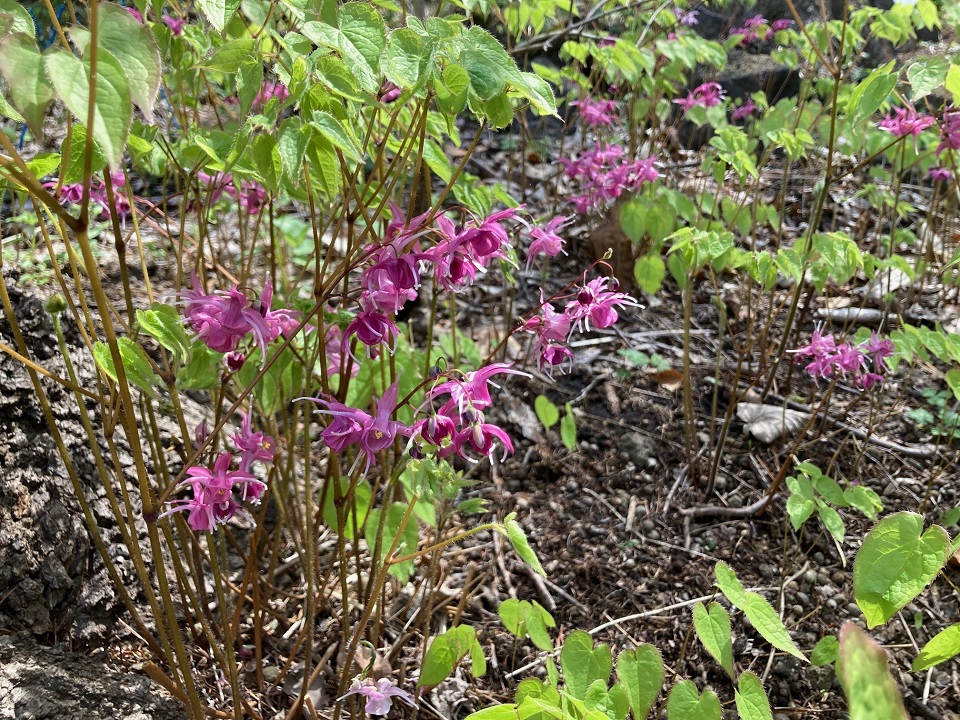 イカリソウの花の写真