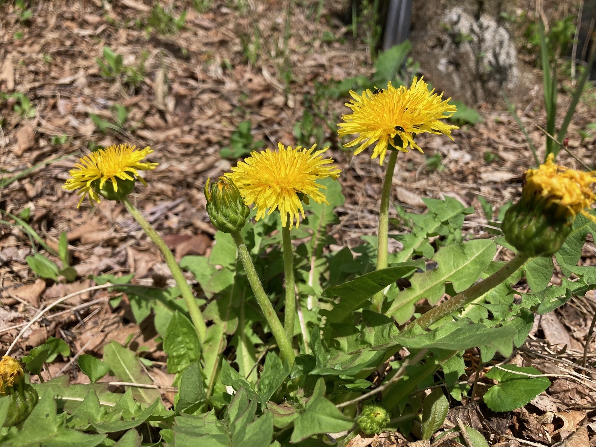 シナノタンポポの花の写真