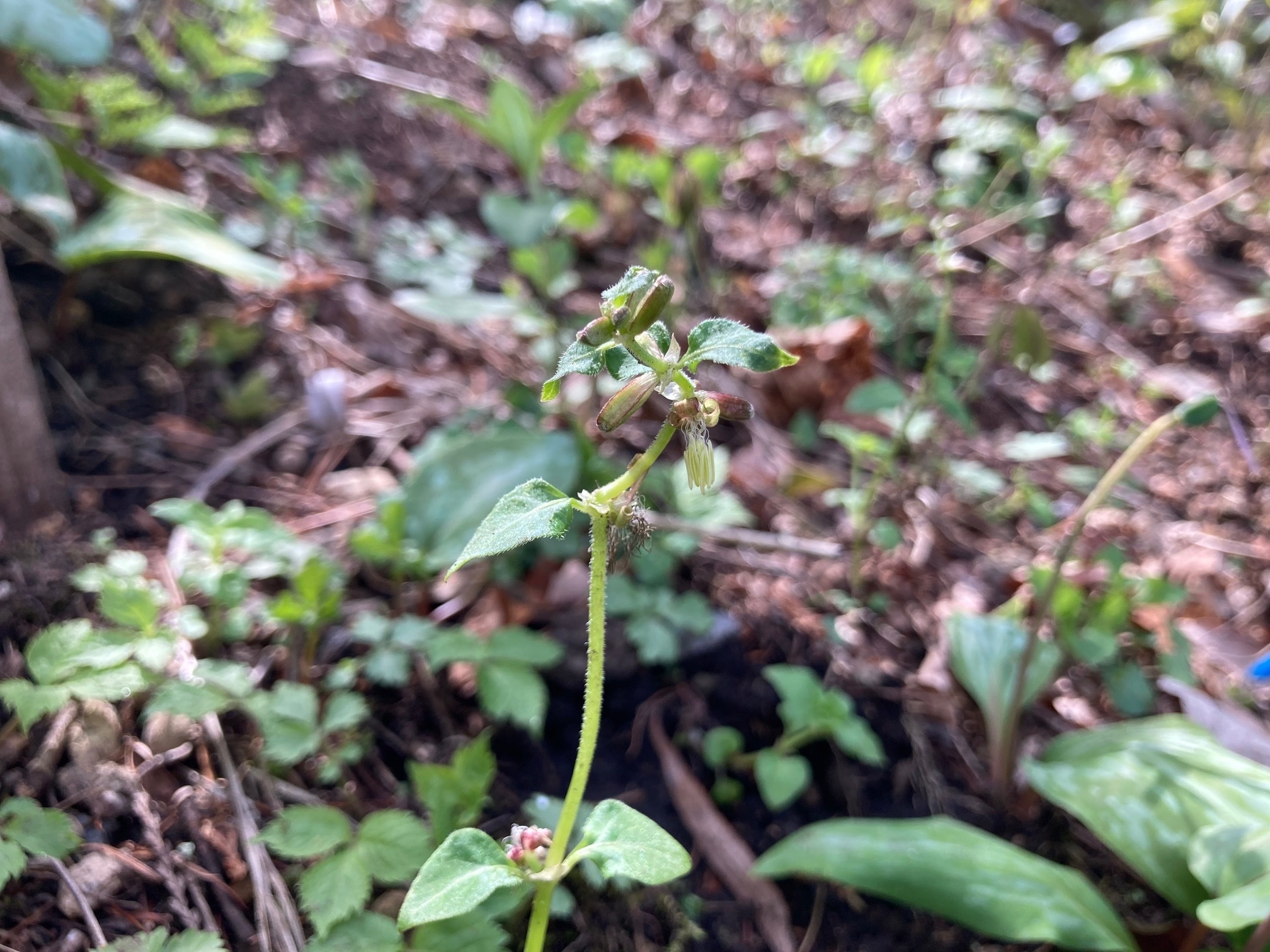 ヤマトグサの花の写真