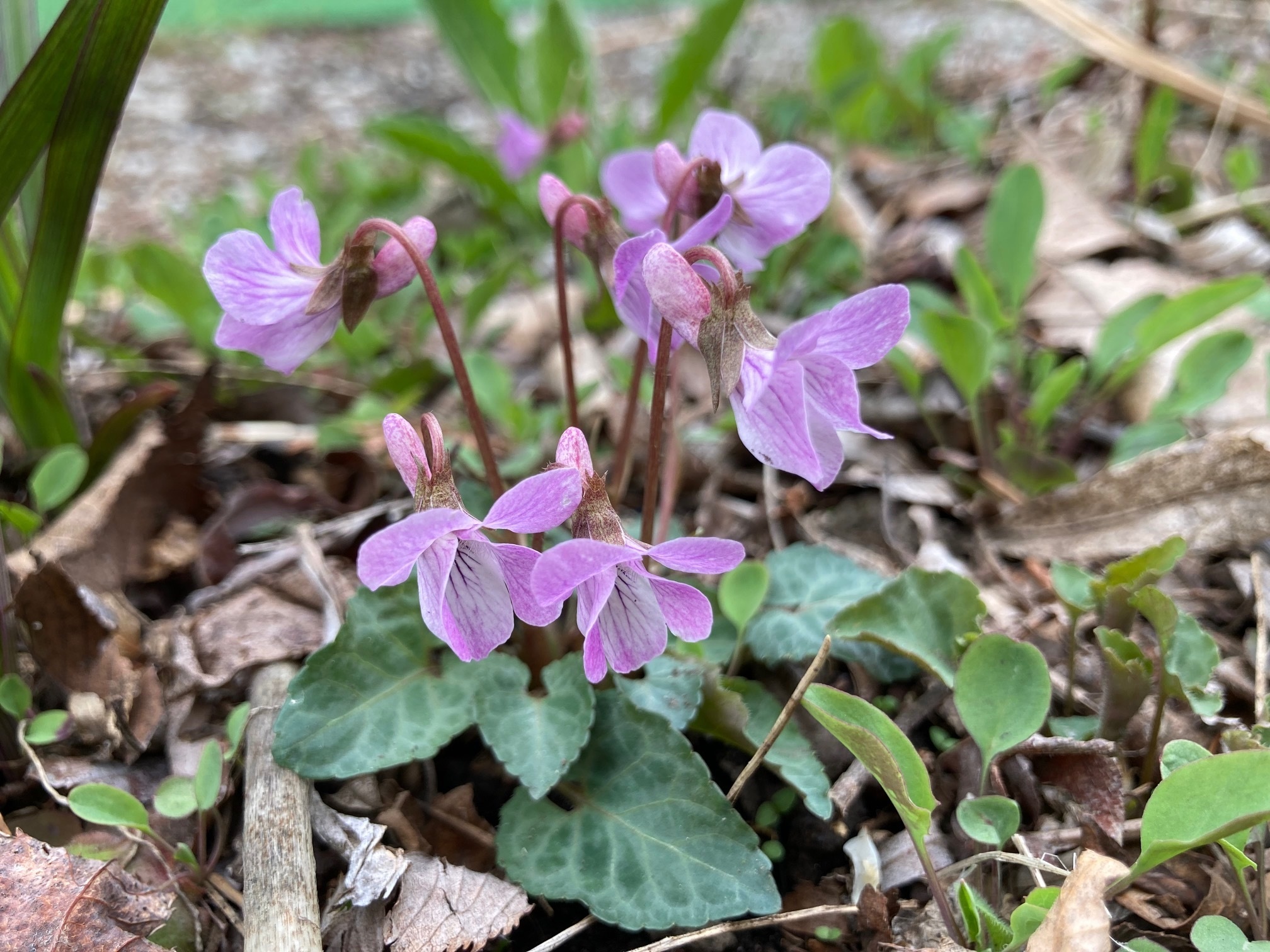 ヒナスミレの花の写真
