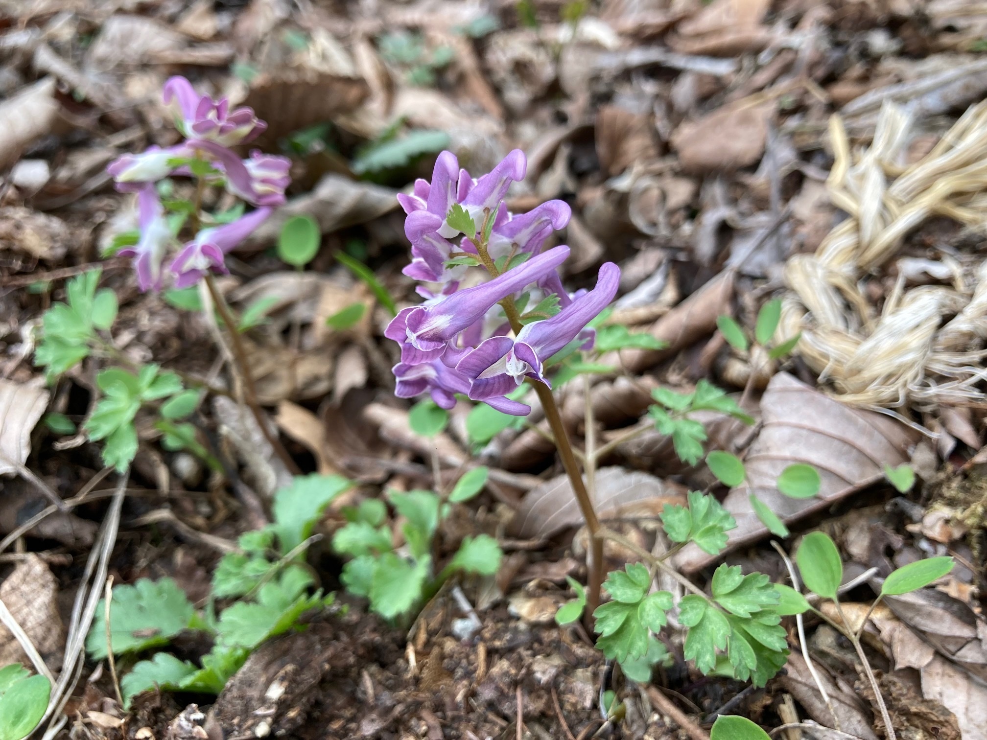 ヤマエンゴサクの花の写真
