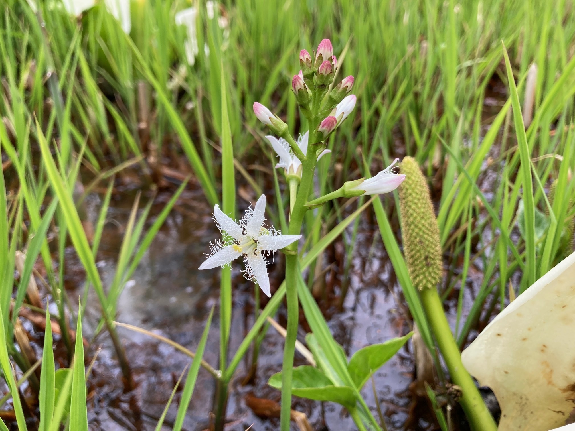 ミツガシワの花の写真