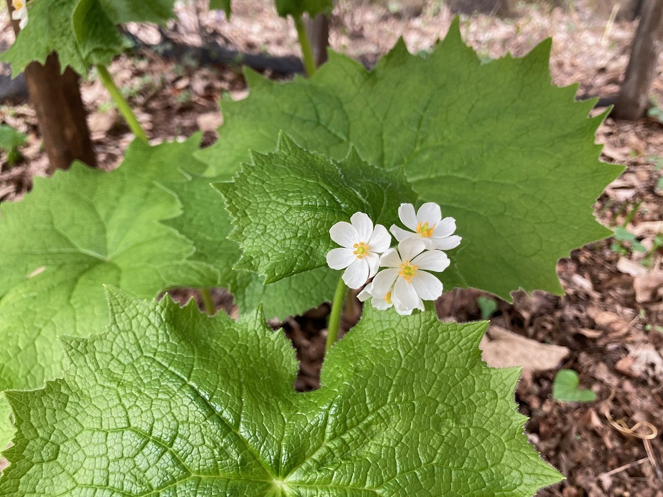サンカヨウの花の写真