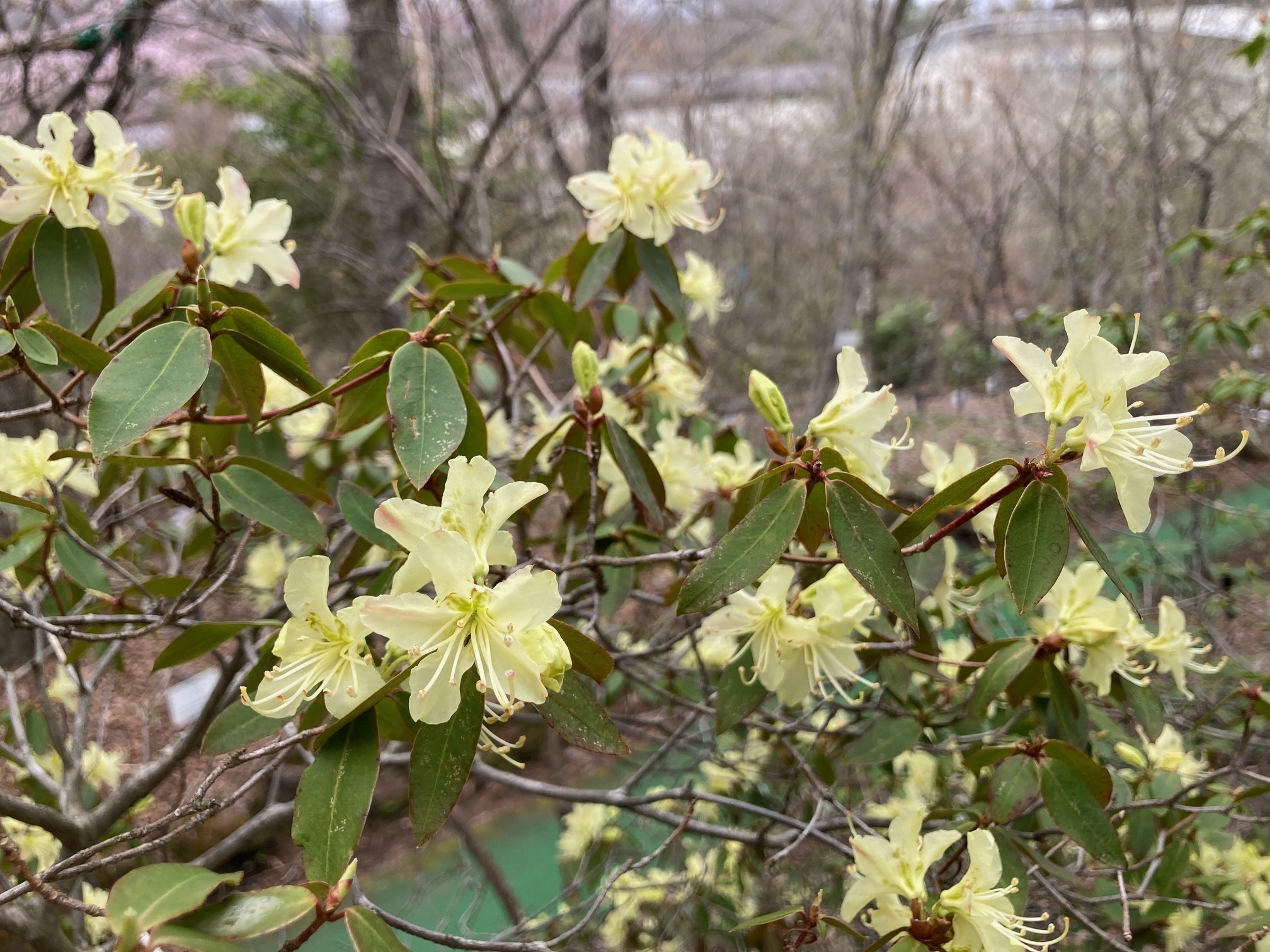 ヒカゲツツジの花の写真