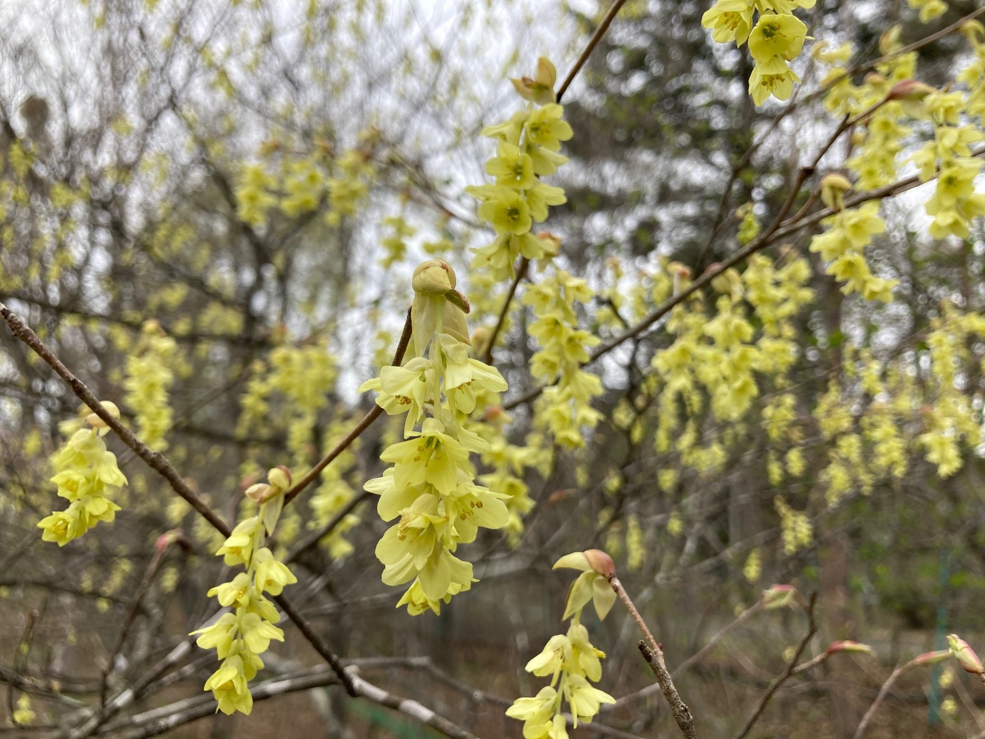 ミヤマトサミズキの花の写真