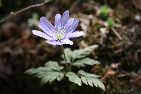 キクザキイチゲの花の写真