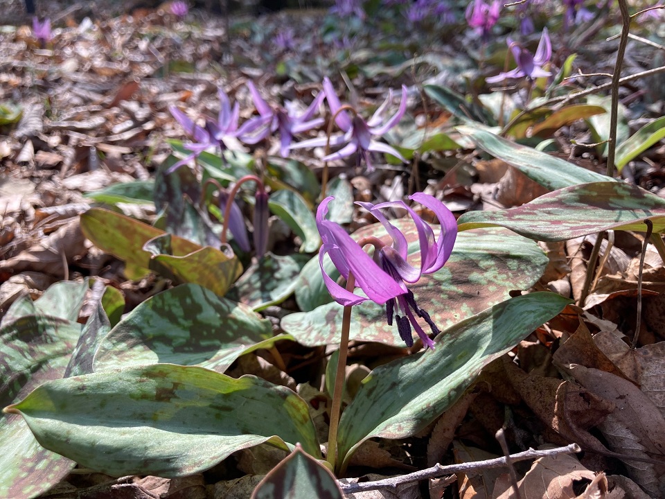 カタクリの花の写真