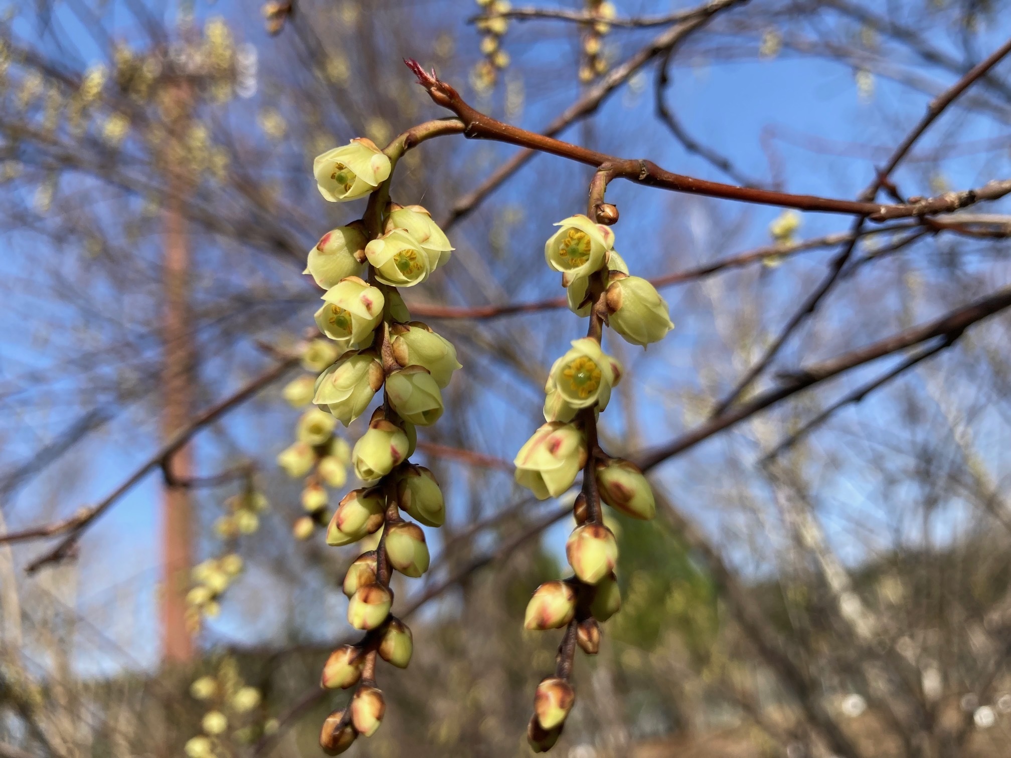 キブシの花の写真