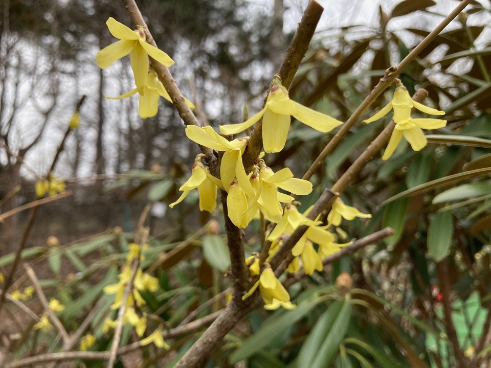 ヤマトレンギョウの花の写真