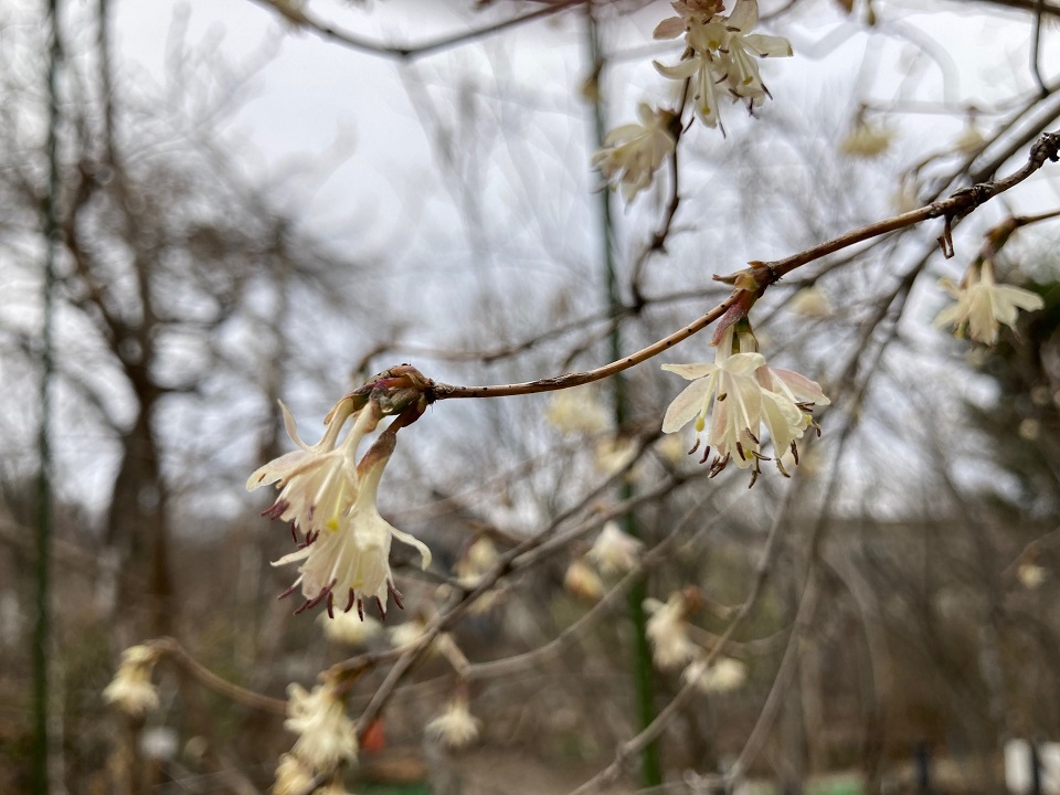 ハヤザキヒョウタンボクの花の写真