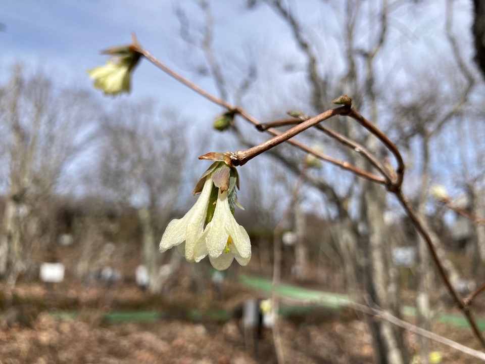 アラゲヒョウタンボクの花の写真