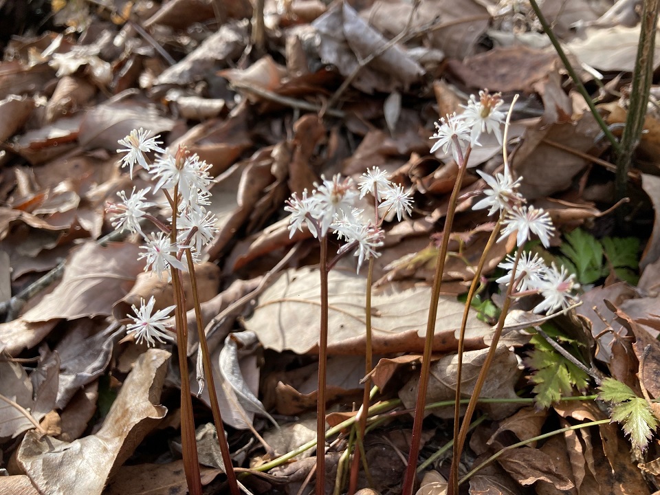 セリバオウレンの花の写真