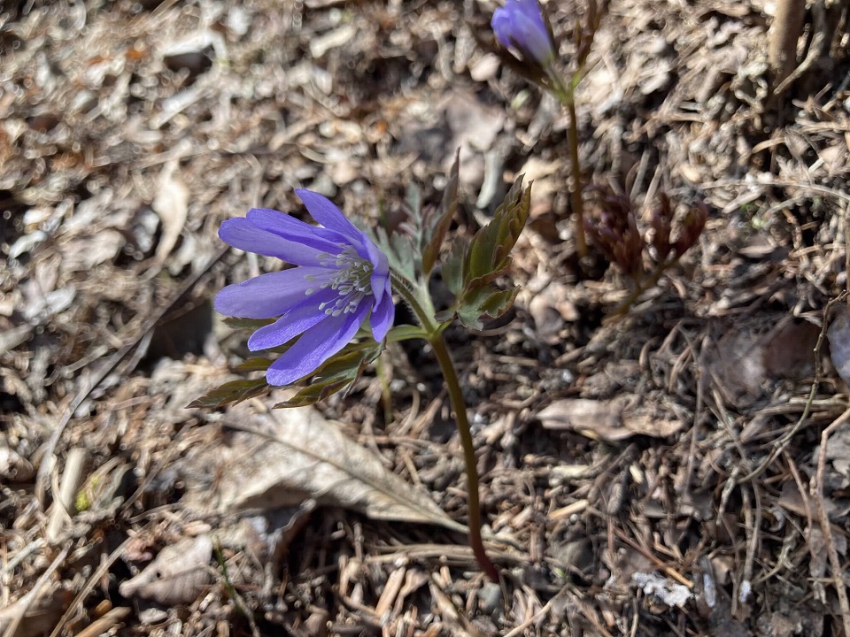 キクザキイチゲの花の写真