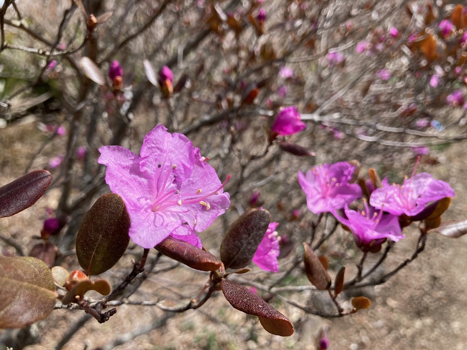 エゾノムラサキツツジの花の写真